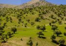 جمع آوری ۴۹ تخته چادر نوروزی در مناطق جنگلی سیروان جمع آوری ۴۹ تخته چادر نوروزی در مناطق جنگلی سیروان