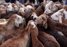 احشام قاچاق به ارزش بیش از ۴ میلیارد ریال در دهلران کشف شد