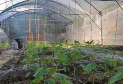 اشتغالزایی فارغ التحصیلان جویای کار با احداث گلخانه های کوچک مقیاس در منطقه دهلران