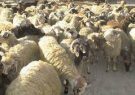 کشف ۱۸۰ راس دام قاچاق در ایلام