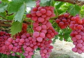 تولید انگور در استان ایلام ۱۰ درصد افزایش یافت