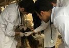 افزایش نظارتهای ۱۵ اکیپ دامپزشکی در استان برای پیشگیری از بیماریهای مشترک بین انسان و دام افزایش نظارتهای ۱۵ اکیپ دامپزشکی در استان برای پیشگیری از بیماریهای مشترک بین انسان و دام