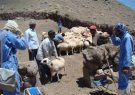 چالشهای بیماریهای مشترک انسان و دام در ایلام / آمارهایی که هر روز رشد میکنند چالشهای بیماریهای مشترک انسان و دام در ایلام / آمارهایی که هر روز رشد میکنند