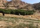 مجموعه درختان کهنسال «مورت» شهرستان ملکشاهی در فهرست آثار ملی کشور ثبت شد