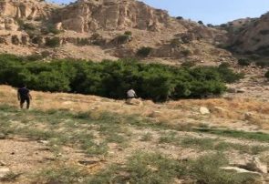مجموعه درختان کهنسال «مورت» شهرستان ملکشاهی در فهرست آثار ملی کشور ثبت شد مجموعه درختان کهنسال «مورت» شهرستان ملکشاهی در فهرست آثار ملی کشور ثبت شد