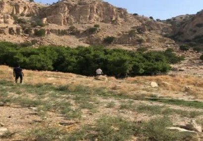 مجموعه درختان کهنسال «مورت» شهرستان ملکشاهی در فهرست آثار ملی کشور ثبت شد مجموعه درختان کهنسال «مورت» شهرستان ملکشاهی در فهرست آثار ملی کشور ثبت شد