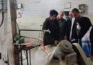 شناسایی پنج نانوایی متخلف در گشت مشترک نظارتی تعزیرات حکومتی دهلران