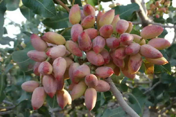 برداشت پسته از ۱۸۲ هکتار باغات ایلام آغاز شد برداشت پسته از ۱۸۲ هکتار باغات ایلام آغاز شد
