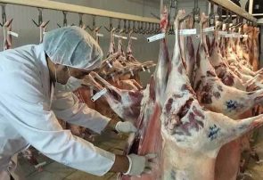 نظارت ویژه دامپزشکی ایلام در تاسوعا و عاشورا با استقرار ۳۶ اکیپ